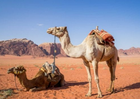 رؤية الجمل في المنام للرجل